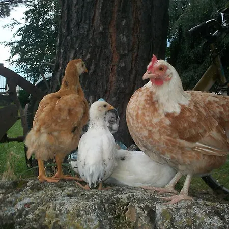 Bed & Breakfast B&B Agrifarm *