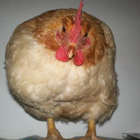 Oda ve Kahvaltı Agrifarm Calolziocorte