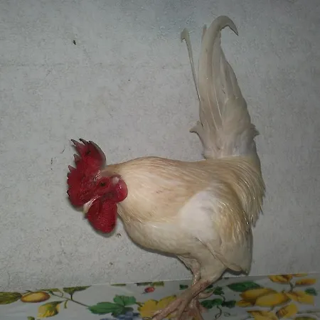 Agrifarm Oda ve Kahvaltı